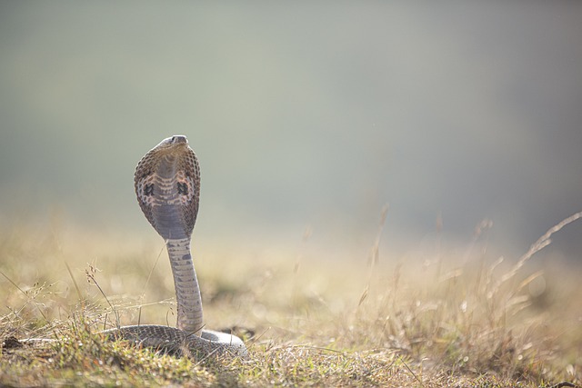 Serpent en pleine nature