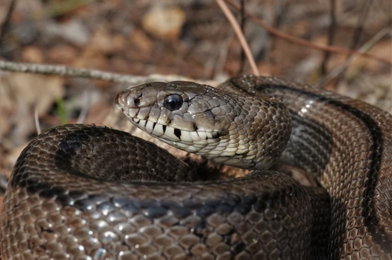 La symbolique du serpent dans les cultures