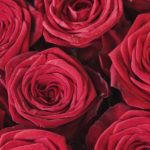 Idées de cadeaux pour la Saint-Valentin : comment toucher juste sans se tromper 3 roses 6715587 640